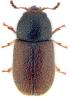 Rhopalodontus sp.
